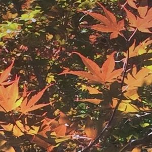 Meet your Posher, Marisa